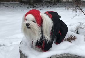 Hunde Winteranzug * LABEO *  RESTPOSTEN