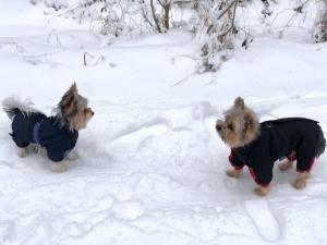 TYPHOON Hunde Winteranzug  Kurze Beine RESTPOSTEN REDUZIERT