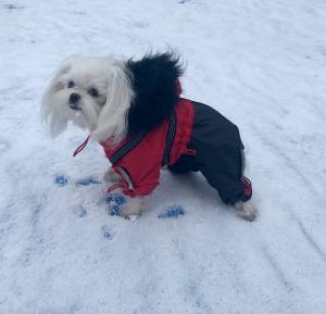 VANCOUVER Hunde Winteranzug  mit Geschirr  Girls OnLY für Hunde