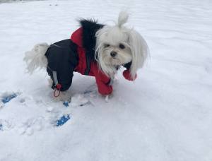 VANCOUVER Hunde Winteranzug  mit Geschirr  Girls OnLY für Hunde