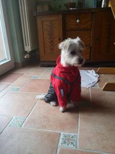 VANCOUVER Hunde Winteranzug  mit Geschirr  Girls OnLY für Hunde