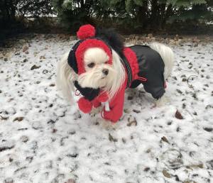 VANCOUVER Hunde Winteranzug  mit Geschirr  Girls OnLY für Hunde