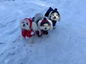 VANCOUVER Hunde Winteranzug  mit Geschirr  Girls OnLY für Hunde