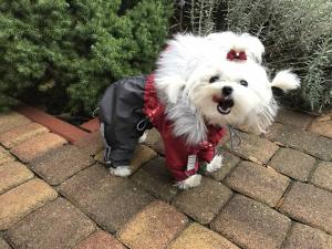 ATLANTA Hunde Winteranzug mit Geschirr Girls OnLY für Hunde Restposten