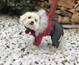 ATLANTA Hunde Winteranzug mit Geschirr Girls OnLY für Hunde Restposten