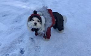 ATLANTA Hunde Winteranzug mit Geschirr Girls OnLY für Hunde Restposten
