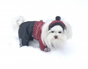 ATLANTA Hunde Winteranzug mit Geschirr Girls OnLY für Hunde Restposten
