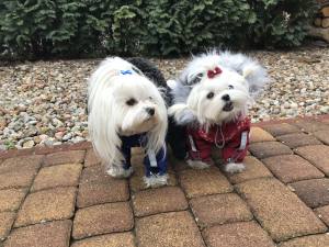 ATLANTA Hunde Winteranzug mit Geschirr Girls OnLY für Hunde Restposten
