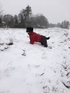 ATLANTA Hunde Winteranzug mit Geschirr Girls OnLY für Hunde Restposten