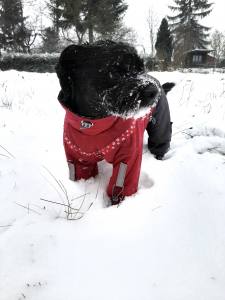 ATLANTA Hunde Winteranzug mit Geschirr Girls OnLY für Hunde Restposten