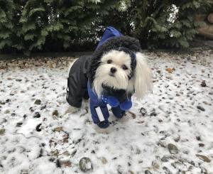 CALGARY Hunde Winteranzug mit Geschirr