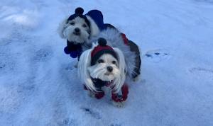 YUKON Hunde Winteranzug mit Geschirr für Hunde