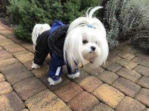 CALGARY Hunde Winteranzug mit Geschirr für Hunde