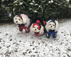 CALGARY Hunde Winteranzug mit Geschirr