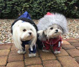 CALGARY Hunde Winteranzug mit Geschirr für Hunde
