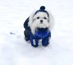 CALGARY Hunde Winteranzug mit Geschirr