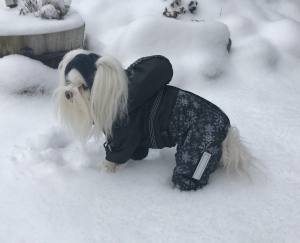 POLAR NIGHT Hunde Winteranzug mit Geschirr für Hunde