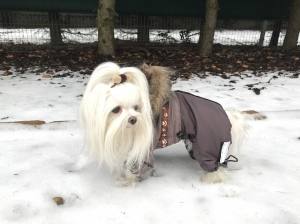YUKON Hunde Winteranzug mit Geschirr für Hunde