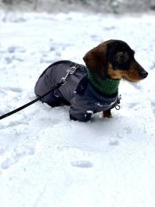 *GANDALF * Hunde Winteranzug,Wintermantelmit Gr.6 EINZELSTÜCK
