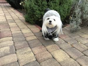 FROST Hunde Winteranzug, HundeWintermantel RESTPOSTEN