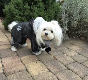 FROST Hunde Winteranzug, HundeWintermantel RESTPOSTEN