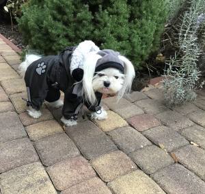 FROST Hunde Winteranzug, HundeWintermantel RESTPOSTEN