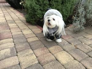 FROST Hunde Winteranzug, HundeWintermantel RESTPOSTEN