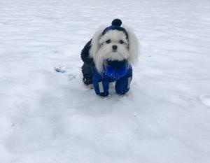 HundeCappy mit Bommel Wintermütze CALGARY
