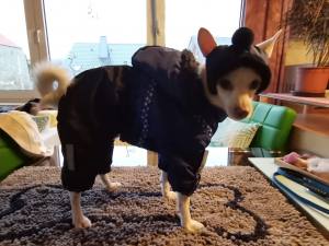 HundeCappy mit Bommel Wintermütze CALGARY