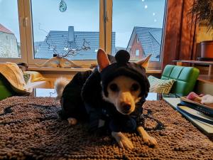 HundeCappy mit Bommel Wintermütze CALGARY