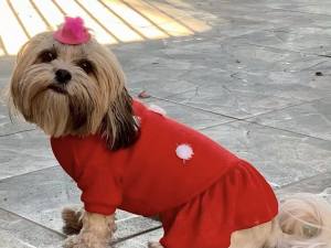 Hunde,Katzen Hut auf Spange