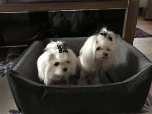 Hundeautositz DOGSZONE Nr.ONE RESTPOSTEN EINZELSTÜCK Gr.2