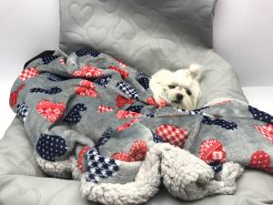 Hundeautositz /Reisebett FIRST CLASS HEART GREY