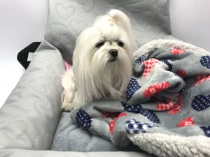 Hundeautositz /Reisebett FIRST CLASS HEART GREY