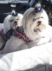 Hundeautositz /Reisebett FIRST CLASS WHITE HEART