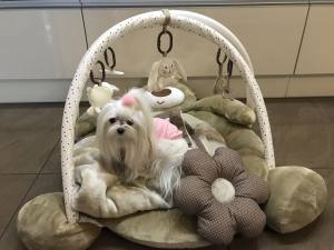 Hundebett BÄR Decke,Kissen ,Bögen,Spielzeug