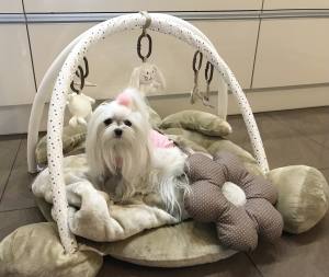 Hundebett BÄR Decke,Kissen ,Bögen,Spielzeug