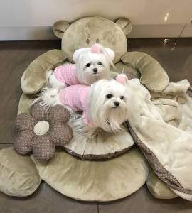 Hundebett BÄR Decke,Kissen ,Bögen,Spielzeug