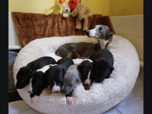 Hundebett DOGSZONE DONUT BEIGE kuschelig