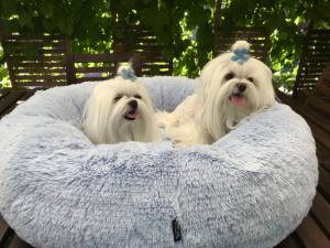 Hundebett DOGSZONE DONUT HELLBLAU kuschelig