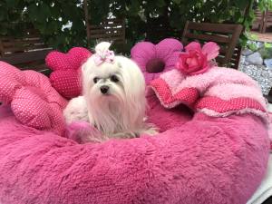 Hundebett DOGSZONE DONUT PINK  kuschelig HANDMADE