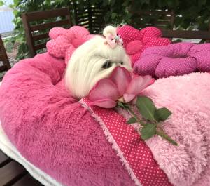Hundebett DOGSZONE DONUT PINK  kuschelig HANDMADE
