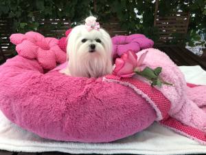 Hundebett DOGSZONE DONUT PINK  kuschelig HANDMADE