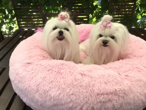 Hundebett DOGSZONE DONUT ROSA kuschelig HANDMADE