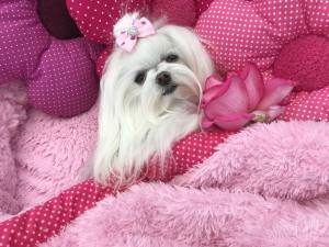 Hundebett DOGSZONE DONUT ROSA kuschelig HANDMADE