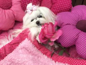 Hundebett DOGSZONE DONUT ROSA kuschelig HANDMADE