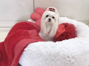 Hundebett DOGSZONE DONUT  Weiss kuschelig