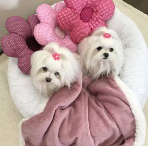 Hundebett DOGSZONE DONUT  Weiss kuschelig
