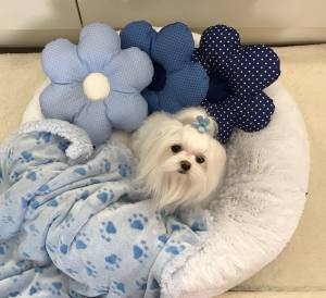 Hundebett DOGSZONE DONUT  Weiss kuschelig