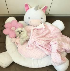 Hundebett EINHORN EINMALIG inkl.Decke,Kissen ,Bögen